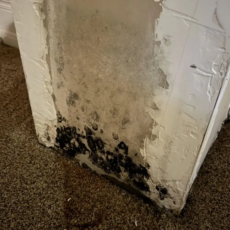 Professional Mold Removal in Darmstadt, IN
